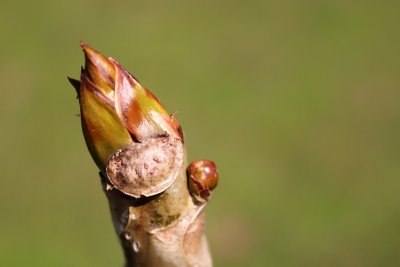 Populus lasiocarpa - topol chlupatý - jarní pučení (1)